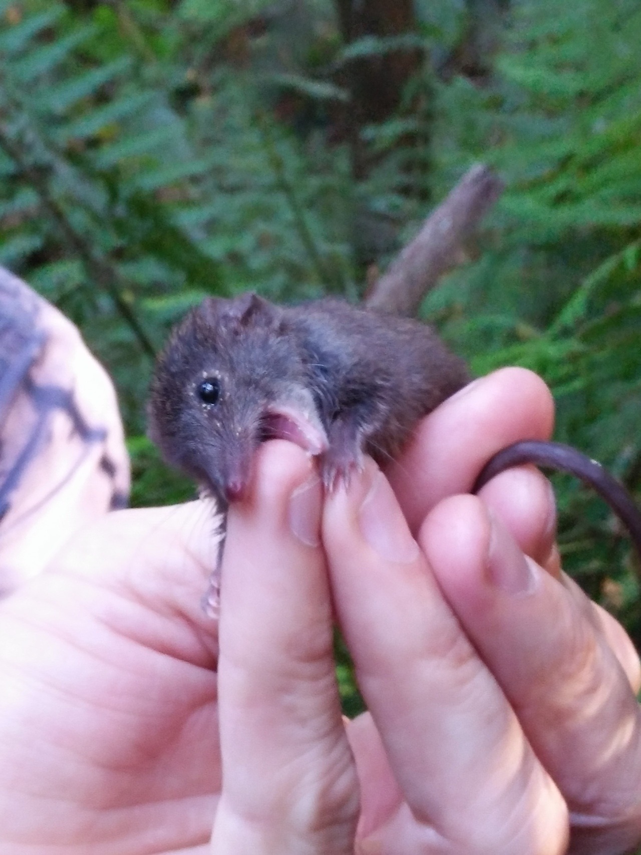 Antechinus, A cute little marsupial that males spend their last days running around trying to breed as much as possible not even eating properly. This little guy is sick if yo can notice the white dots around his eyes.