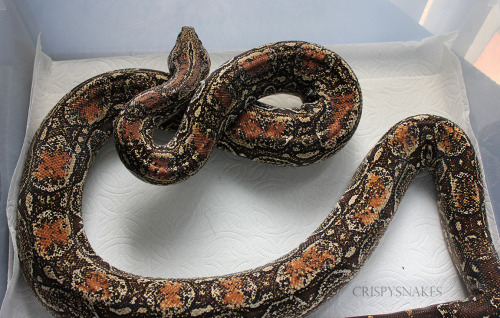 crispysnakes:   Cleaning photos using a spare tub, round 2, locality edition.  #1 - Tango (Silverbac