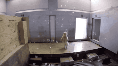 cutepetplanet:A polar bear cub discovering the joy of bubbles