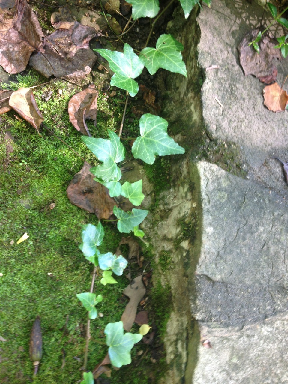thrihving:  Ivy League