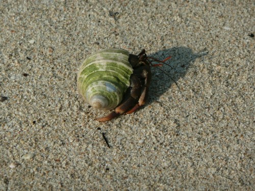 Crab - Treehouse2-beach, Koh Chang - Thailand 2008