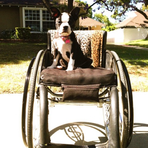 wheelchairproblems - autiangel - #HappyNationalPuppyDay to my...