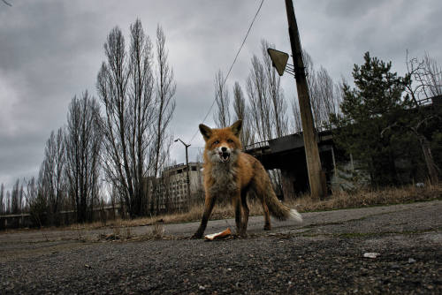 lesnienka: Chernobyl exclusion zone