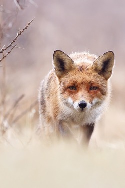 tect0nic:  Red Fox in a Pastel World by Roeselien