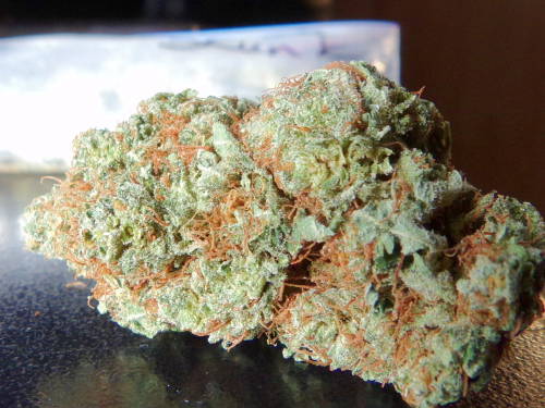 strictly-hydroponic:  Lemon Skunk taken by me