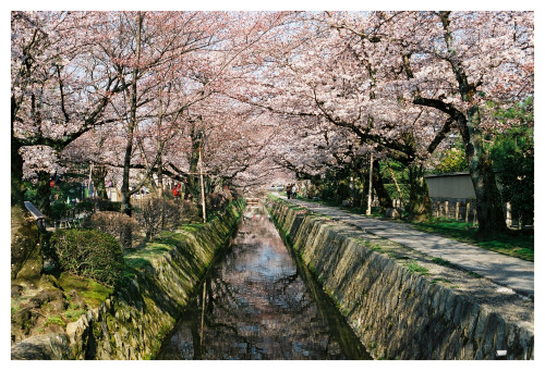 kyotostreetsnap:哲学の道, 白川Philosopher’s Walk, Shirakawa River