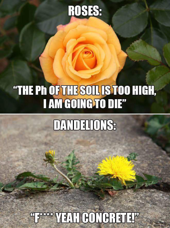 create-a-positive-mind:  Be a dandelion. Grow and thrive even when everything seems