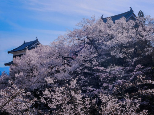 atraversso: Cherry Blossoms on magic Japan by chikuma_riv