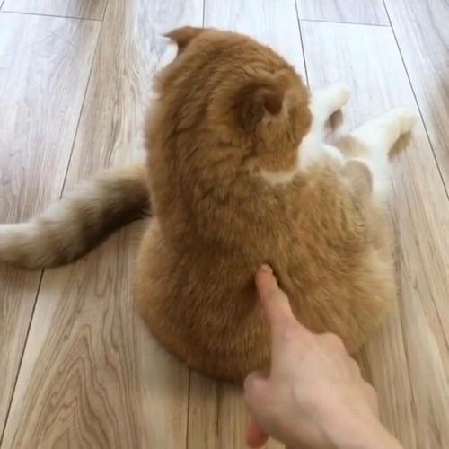 kittens-jpg:what?