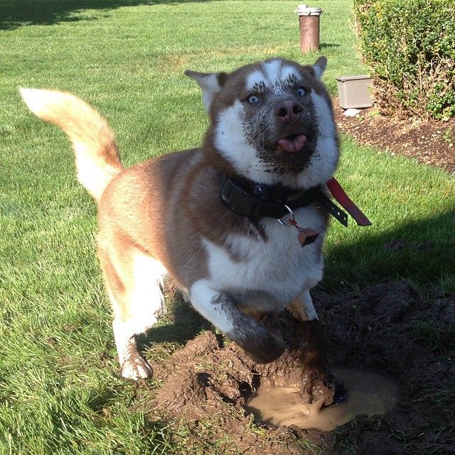 unamusedsloth:  Playing in the mud.