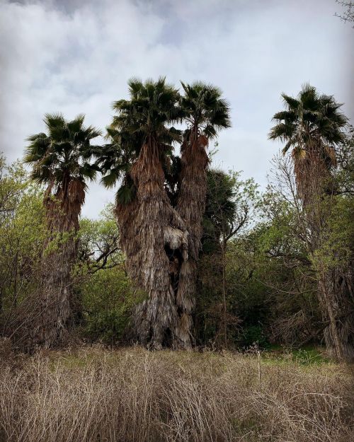 Palm tree oasis East County skies #eastcounty