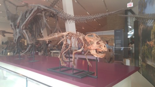 Ref Post 3! I Think That First One Might Be A Herrerasaurus. An Allosaurid Perhaps? Couple Of Angles