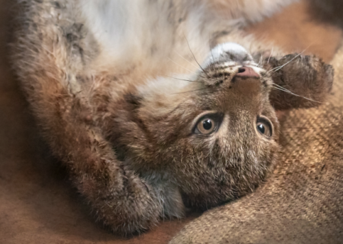 sdzoo:The lynx is known by the tuft of black hair on the tips of its ears and its short or bobbed ta