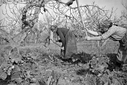 Italian peasant women at work in their garden just behind the forward area of the Italian Front, 16 