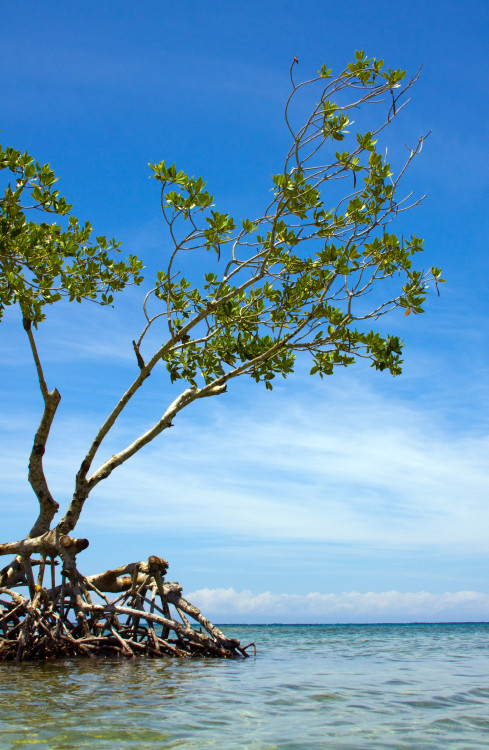 Tree growing on a dead reef in Roatan, Honduras.