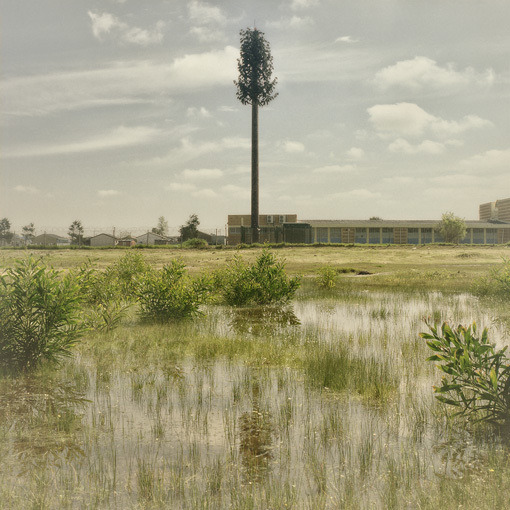 wherearchitectureisfun:  ryanpanos:  Invasive Species | Dillon Marsh In 1996 a palm