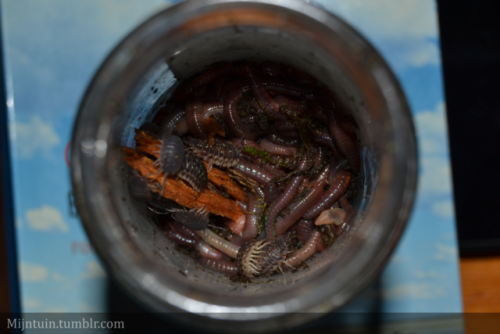 mijntuin: Worm transplantation If you’re serious about balcony gardening, or container gardeni