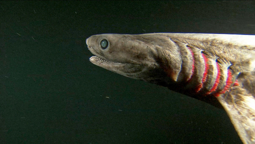 end0skeletal:  The frilled shark (Chlamydoselachus anguineus) is one of two living