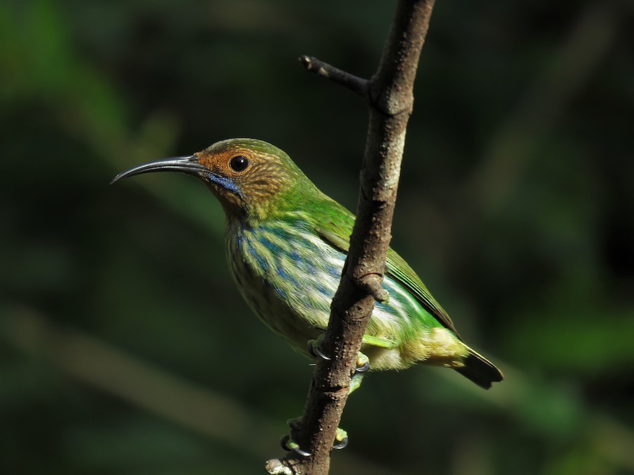 Female Purple Honeycreeper