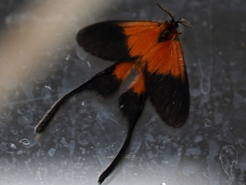 Semioptila Fulveolans, Semioptila Torta Butler, And Semioptila Banghaasi (Long-Tailed Burnet)