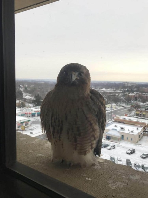 archiemcphee:  Because sometimes what you need most is to see a bunch of different birbs surprising people at their office windows, balconies, and back doors in order to squawk or chirp “OH HAI” or to simply stare and stare and stare in hopes of receiving