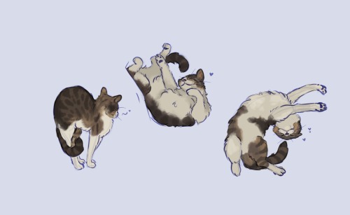 green-corduroy-jacket: Rosie does a posiePlease enjoy some sketches of my best friend’s cat. H