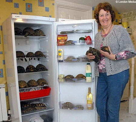 gallusrostromegalus:marraphy:esperantoauthor:blog-carmex:rattle-my-stars:myusersnamegoeshere::he was in the fridge!!!ovbiously this person has done so much research and cares about their tortoise so much but…. the mf idea of having a live tortoise