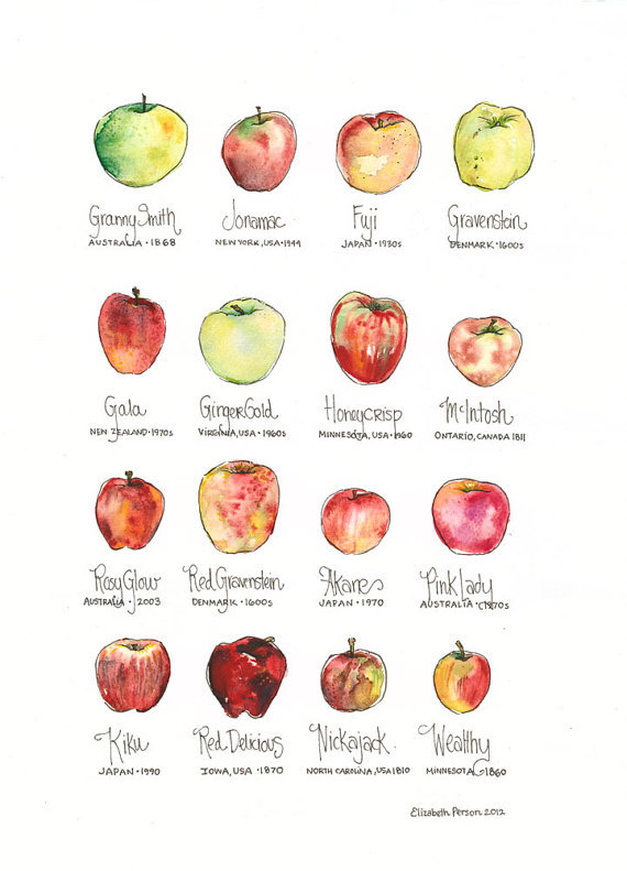 rainydaysandblankets:  coastalcottage:  Apple Chart // elizabethperson  you’re