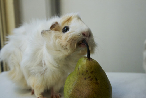 digyourownrabbithole:Piggy & pear.Lottie the guinea pig was rescued after being dumped into bush