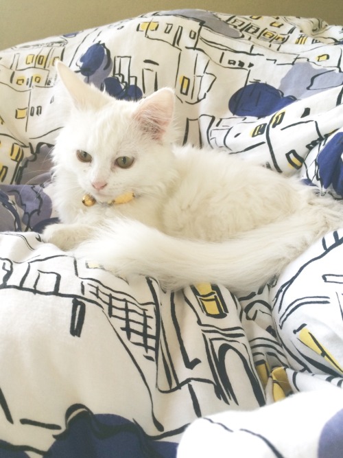 shlre:Dessa loves the bedspread too.