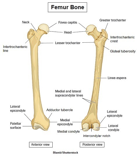 Sarah BSN, RN — Femur Bone Anatomy
