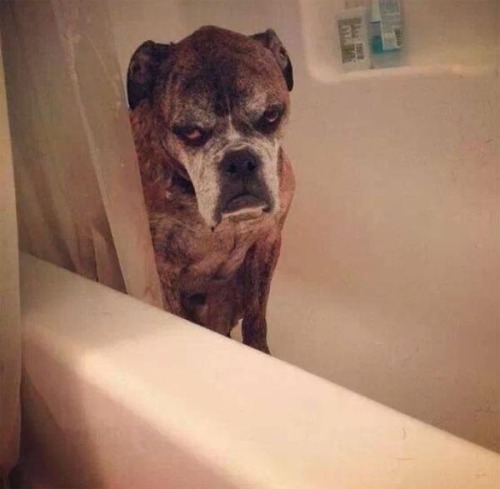 feliciasbitch:  beben-eleben:  Pets who love or hate their bath time  THIS IS MY FAVORITE POST. THERE ARE MANY LIKE IT BUT THIS IS MY FAVORITE. 