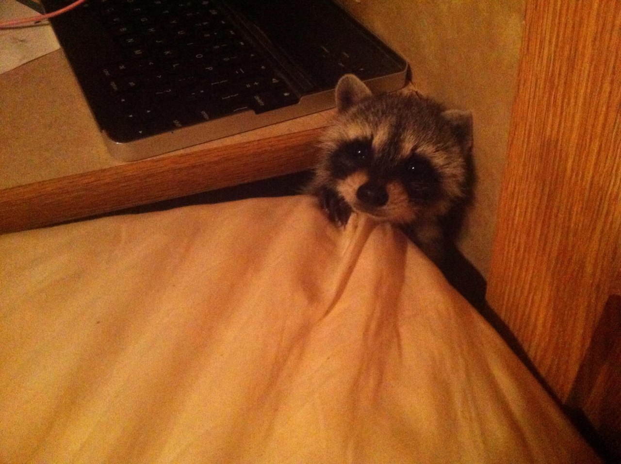 tittes:  raze-hell:  My parents rescued a baby raccoon who lost her mama to a neighbor’s