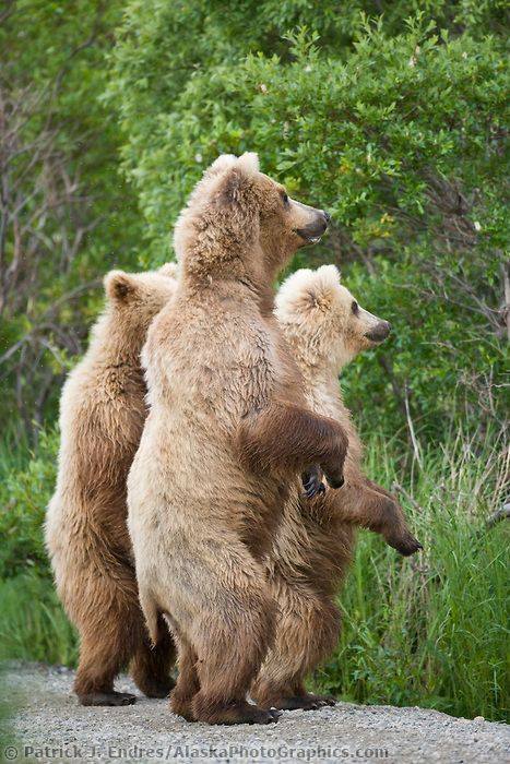 virtualsafari:  a brown bear walking across a river