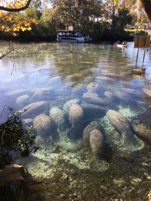 Manatees in Crystal Springs this morning