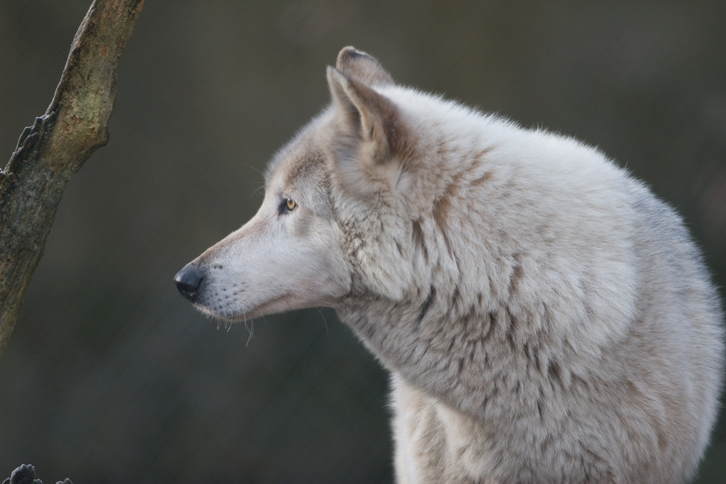 wild-diary:Wolf | Chris Brooks