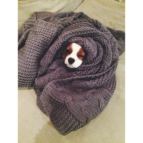 @baileythebeaglier_ #rugging up for the first day of #7vignettes in a #Sheridan #throw #beaglier #ca