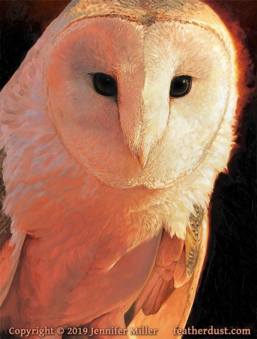  “Eternal” Barn Owl, 24"x18" oil on panel. Painted for my current exhibit, &ld