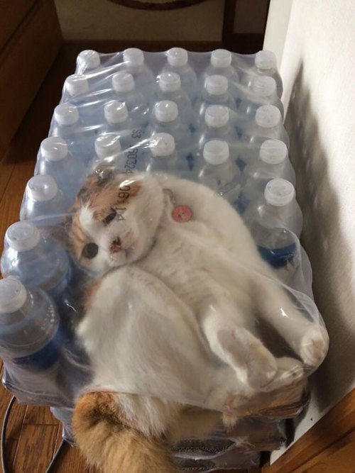 awesome-picz:Cats Who Immediately Regretted Their Poor Life Choices.