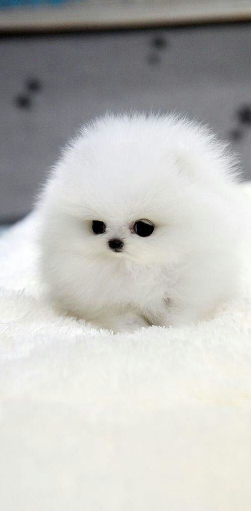 What Kind Of Pets I Think They Would Have