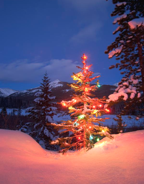 rosieandherramblings:  Merry Christmas!