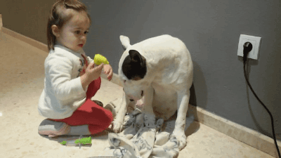 gifsboom:Little Girl Plays Doctor With Patient Bull Terrier. [video]
