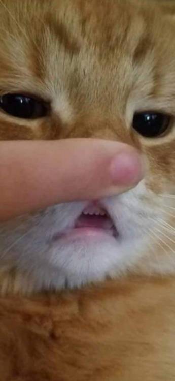 awwcutepets:Kitten teeths