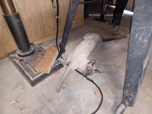 His Name Is Breakfast And He Is An Idiot. He Gets Filthy.