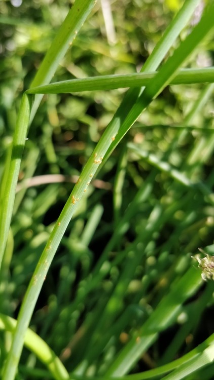 Rust fungus (Puccinia sp.) on chives (Allium schoenoprasum).