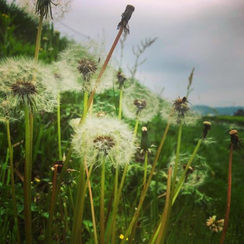 本日は農作業なり。 畑の畔にたんぽぽの綿帽子みっけ。 抜けてハゲのもあったよ。 遠くに飛んで行けよ！ #草 #たんぽぽ #あぜ道 (Setochi-shi, Okayama, Japan) https