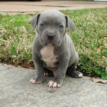 buzzfeed:  Here are all the dogs competing for best pitbull on Instagram.