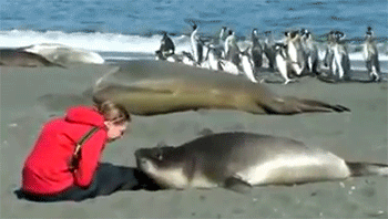 Seal befriends woman sitting on the beach - Video