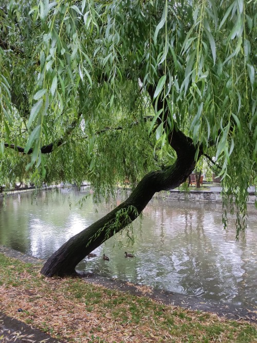 The Weeping Willow
