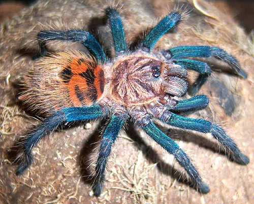 vita-insectum:zooophagous:thecoolestanimalblog:Different Tarantula Species1.Cobalt Blue2.Purple Bloo